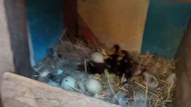 Утята -Тигрята. Вылупление утят под уткой. Самые поздние утята в этом году. Мускусные утки и утята