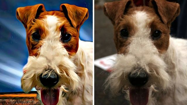 Wire Fox Terrier - TOP 10 Interesting Facts смотреть онлайн
