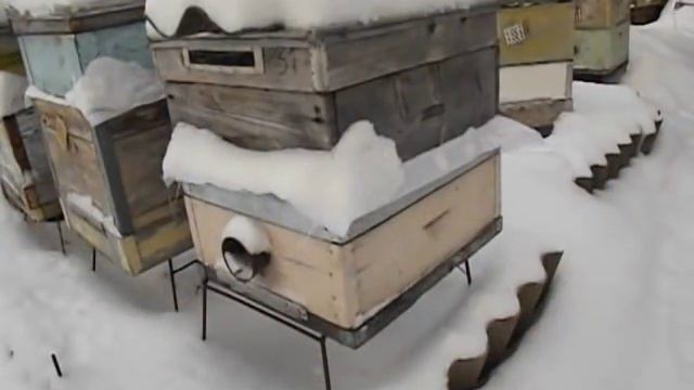 зачем зимой смотреть пчел, что смотреть и как подкормить смотреть онлайн
