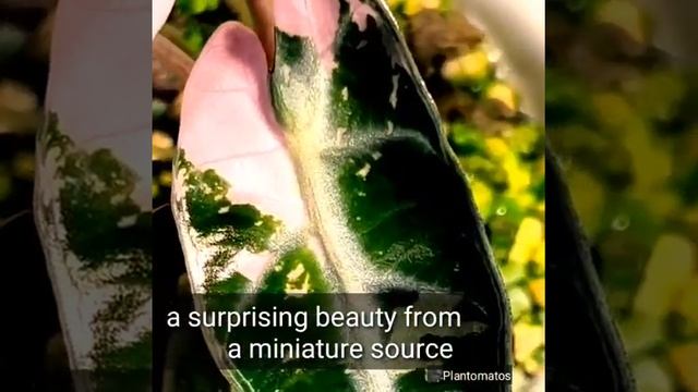 Alocasia Bambino variegated Shocked the World смотреть онлайн