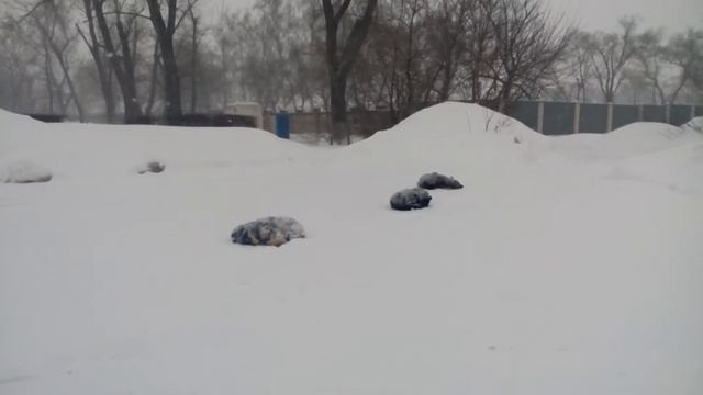 Как зимуют собачки! Просто НЕБА!!! Собака СПИТ! ЗИМОВКА смотреть онлайн