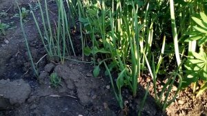 Эремурусы, размножение семенами, и это можно сделать уже этой весной.