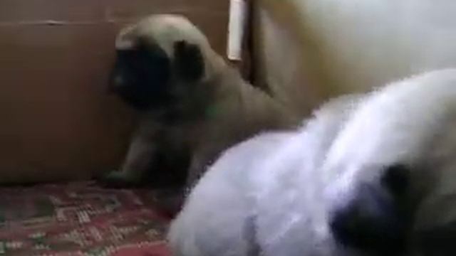 Кормление смотреть онлайн