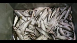 Вялим корюшку. По рецепту Сергея Митягина.