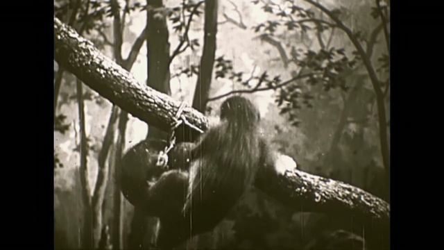 Trapping a Monkey in Colonial Times / La Chasse au Singe à l''epoque coloniale (1912) смотреть онлайн