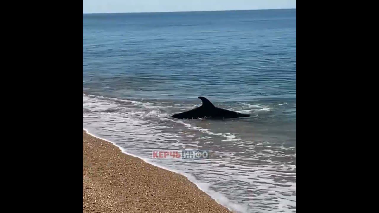 Дельфин устроил показательное выступление на Опуке смотреть онлайн