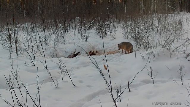 Волк. Днем пришёл на приваду. Фото и видео с фотоловушек Егерькам. смотреть онлайн