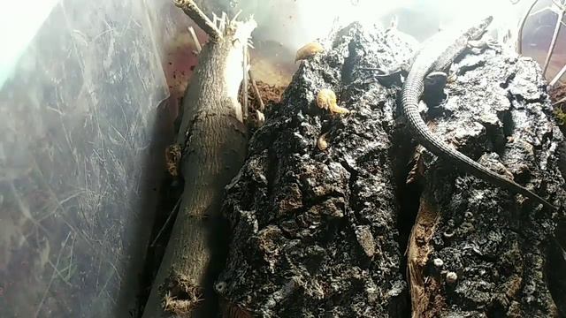Кто такая живородящяя ящерица смотреть онлайн