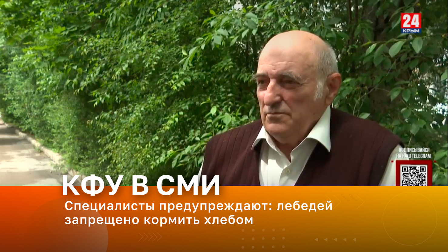 Специалисты предупреждают: лебедей запрещено кормить хлебом