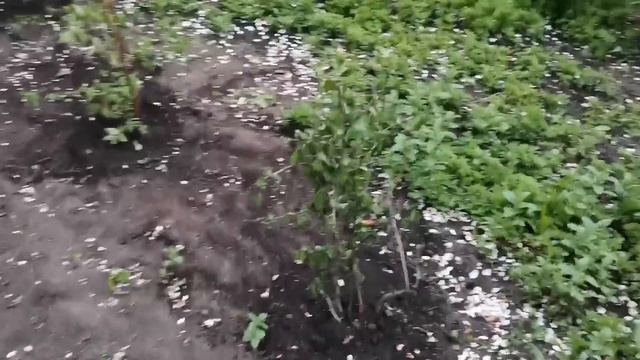 Все На ВЫБРОС, хозяюшка!!! Вынули клеща смотреть онлайн