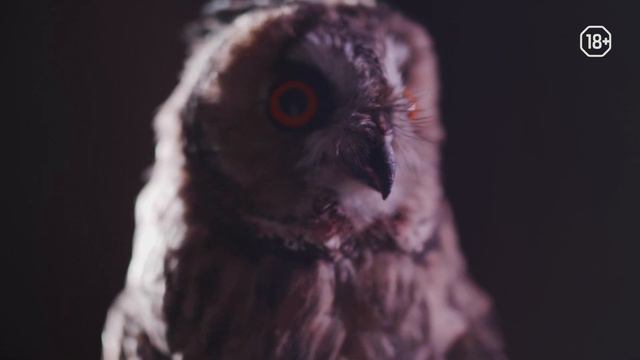 5 прикольных вопросов про сов смотреть онлайн