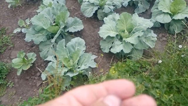 смородина червона (порічка)львівська солодка смотреть онлайн