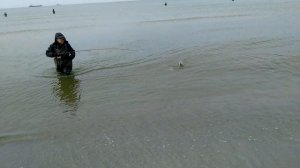 лосося ловим Калининград