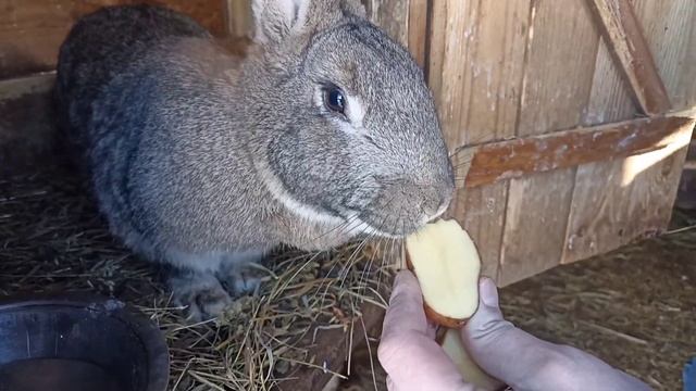 Картофель для кроликов!!! [можно кормить или нет!?] смотреть онлайн