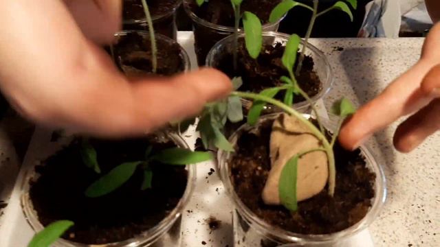 Пикировка рассады томатов помидоров смотреть онлайн