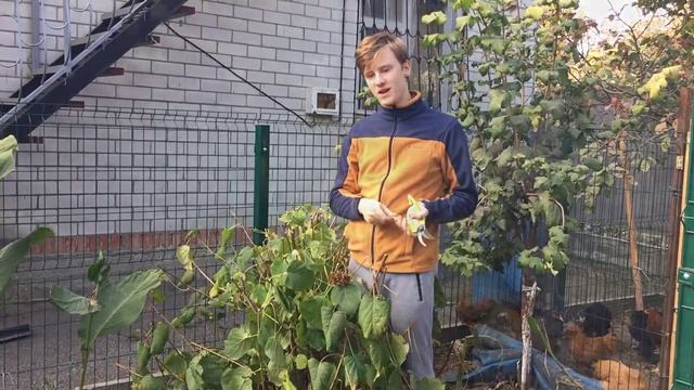 Как обрезать гортензию\ Обрезка гортензии разных видов. смотреть онлайн