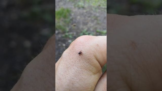 Пушистые Герои Дня