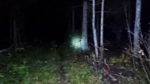 Заснял Нечто в ЛЕСУ / Аномальный треугольник Подмосковья /