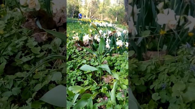 нарциссы в аптекарском смотреть онлайн