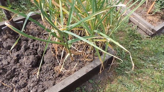 Посадка чеснока целыми головками смотреть онлайн