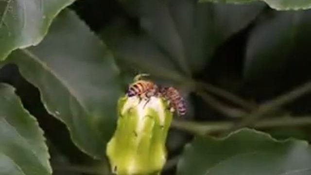 Polinizacion parchita maracuya por abejas смотреть онлайн