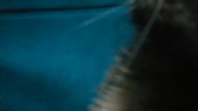 ` Суп из кота