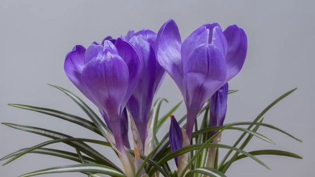 Я могу улыбаться. когда тяжело...//стихотворение о тайне души смотреть онлайн