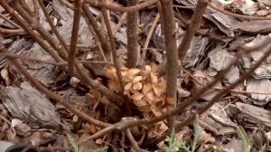 Как обрезать гортензии обрезка метельчатой