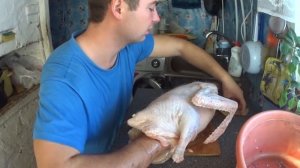Как ощипать гуся первый опыт