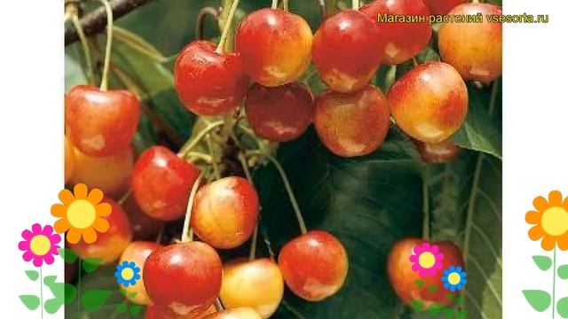 Черешня гибридная Бюттнера Червона. Краткий обзор, описание prunus avium Buttnera Czerwona смотреть онлайн