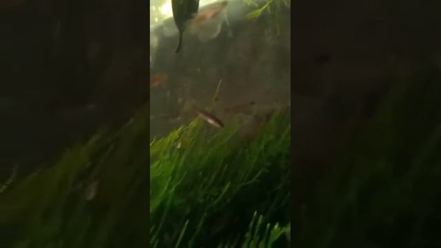 Melanorivulus scalaris смотреть онлайн