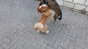 Ожесточенные собачьи бои.