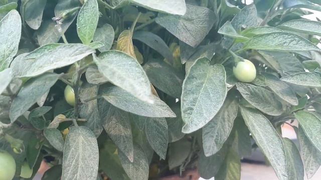 Growing Pepino Melon Fruit || पेपिनो मेलन फल || rel pokharel смотреть онлайн