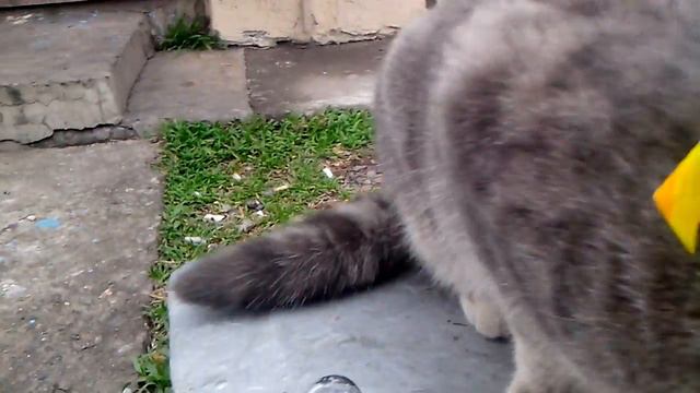Голодный кот семечки жареные жрет! смотреть онлайн
