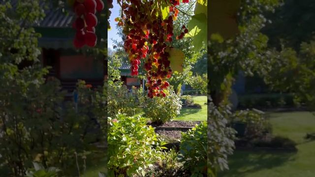 #осень#дача#погода#солнце# смотреть онлайн