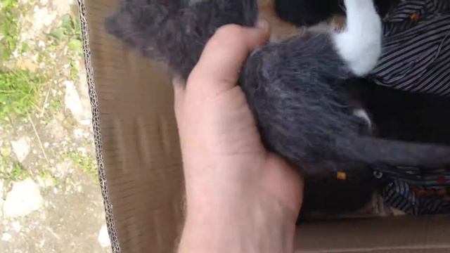 Хотята в добрые и богатые руки