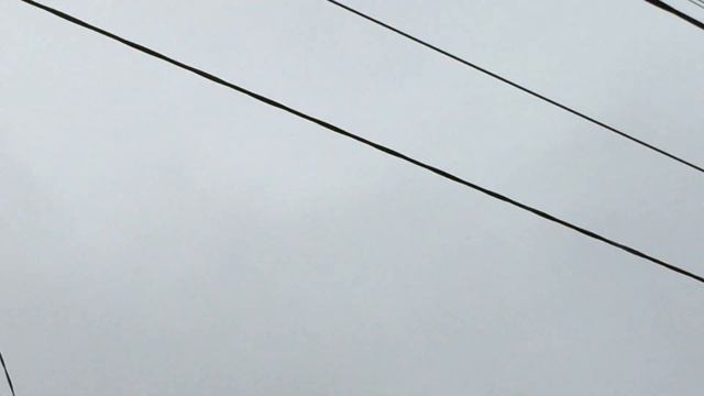 #Pigeons.Больных,слабых и одноразовых надо убрать, чтобы хищник полюбому не брал! смотреть онлайн