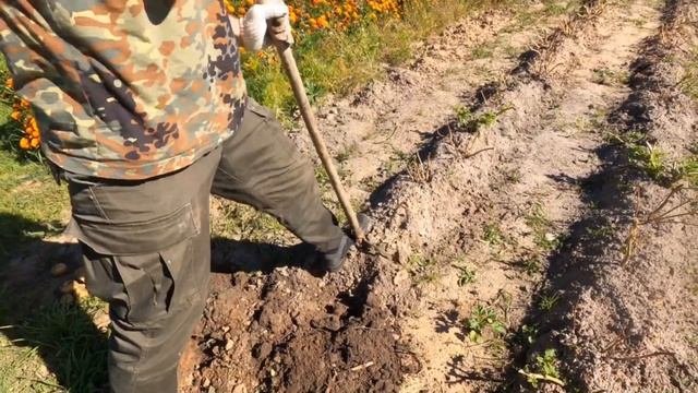 Отпуск в деревне. Копаем картошку, паримся в бане, наш урожай. смотреть онлайн
