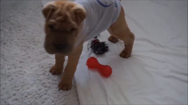 My Sharpei Puppy смотреть онлайн