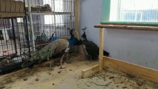 Благовещенский зоосад приобрел павлинов смотреть онлайн