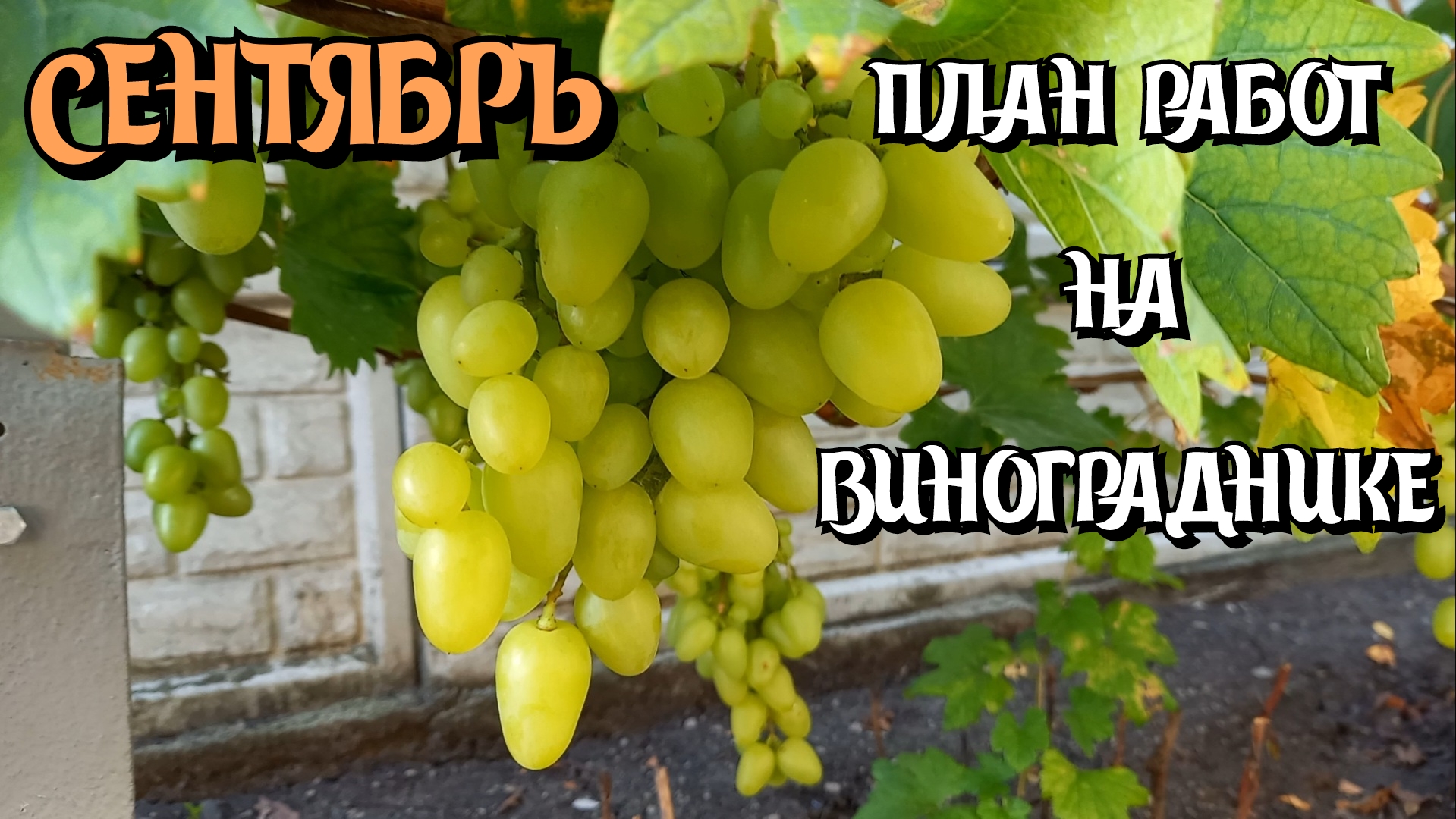 Сентябрь 2023. План работ на винограднике. смотреть онлайн