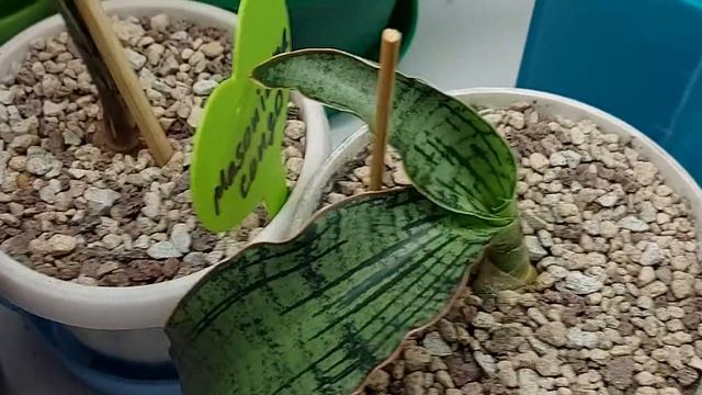 Пополнение коллекции сансевиерий смотреть онлайн