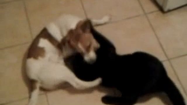 Джек Рассел терьер и чёрный кот (Jack Russell Terrier and black cat) смотреть онлайн