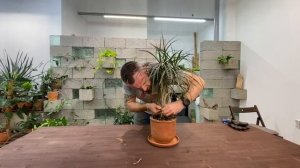 Удалось ли срастить три ствола драцены? Результат эксперимента