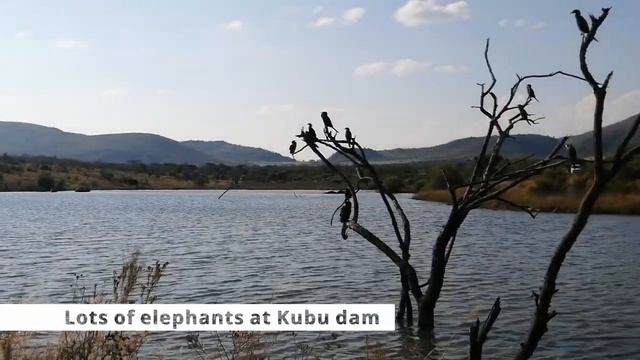 I spent 4 days at the Pilanesberg National Park | Travel with Rubberhammer смотреть онлайн