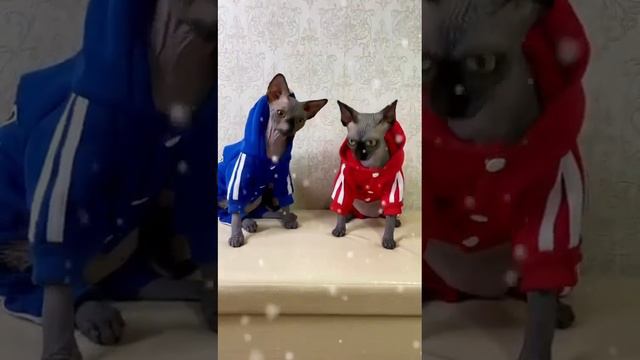 📞 +7 (960) 526-19-58 Продаются котята 🐱порода Канадский сфинкс. Питомник «ЗАГАДКА СФИНКСА» Россия смотреть онлайн