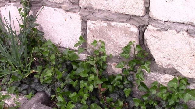Плющ весной так же хорош для живых стенок! смотреть онлайн