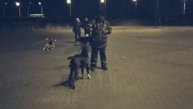 Что делать, если собака не слушается? смотреть онлайн