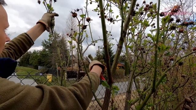 Cięcie dużych róż parkowych na przykładzie odmiany 'LIchtkonigin Lucia' смотреть онлайн