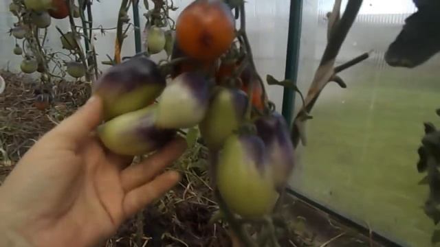 самые вкусные и урожайные сорта 2018 часть 1 смотреть онлайн